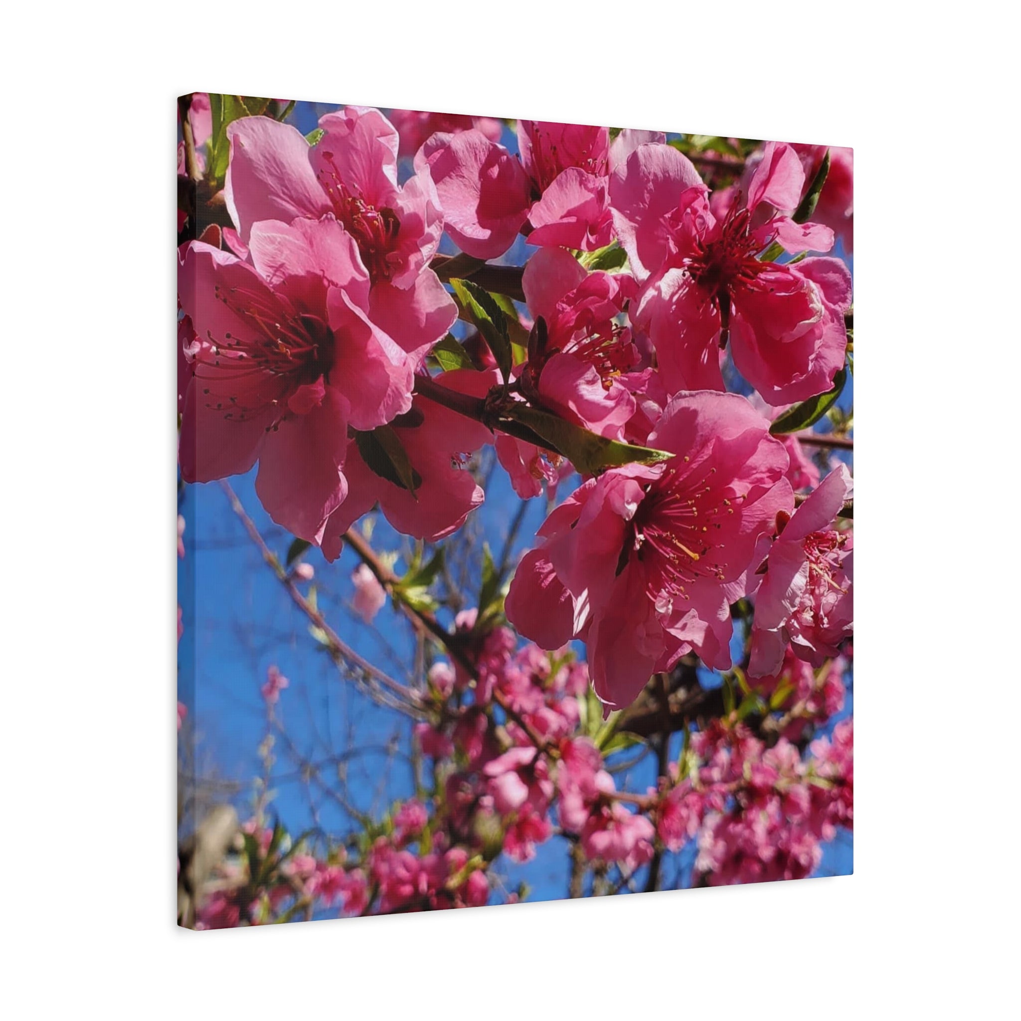 Pink Blossom Canvas Wall Art — Floral Print