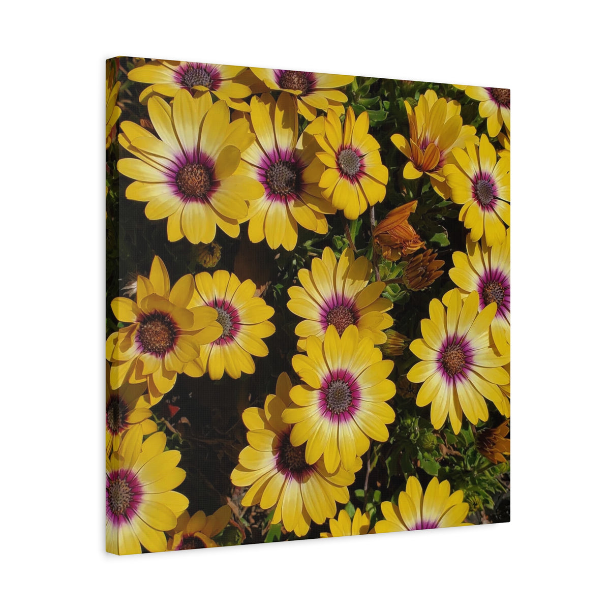 Yellow Daisy Floral Canvas Wall Art