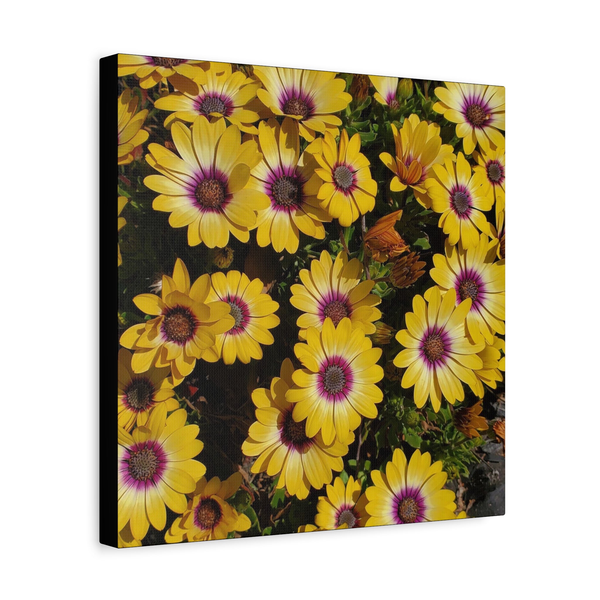 Yellow Daisy Floral Canvas Wall Art