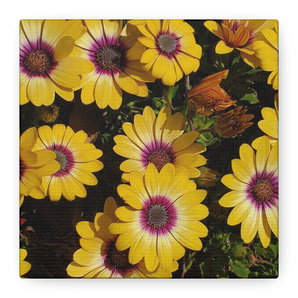 Yellow Daisy Floral Canvas Wall Art
