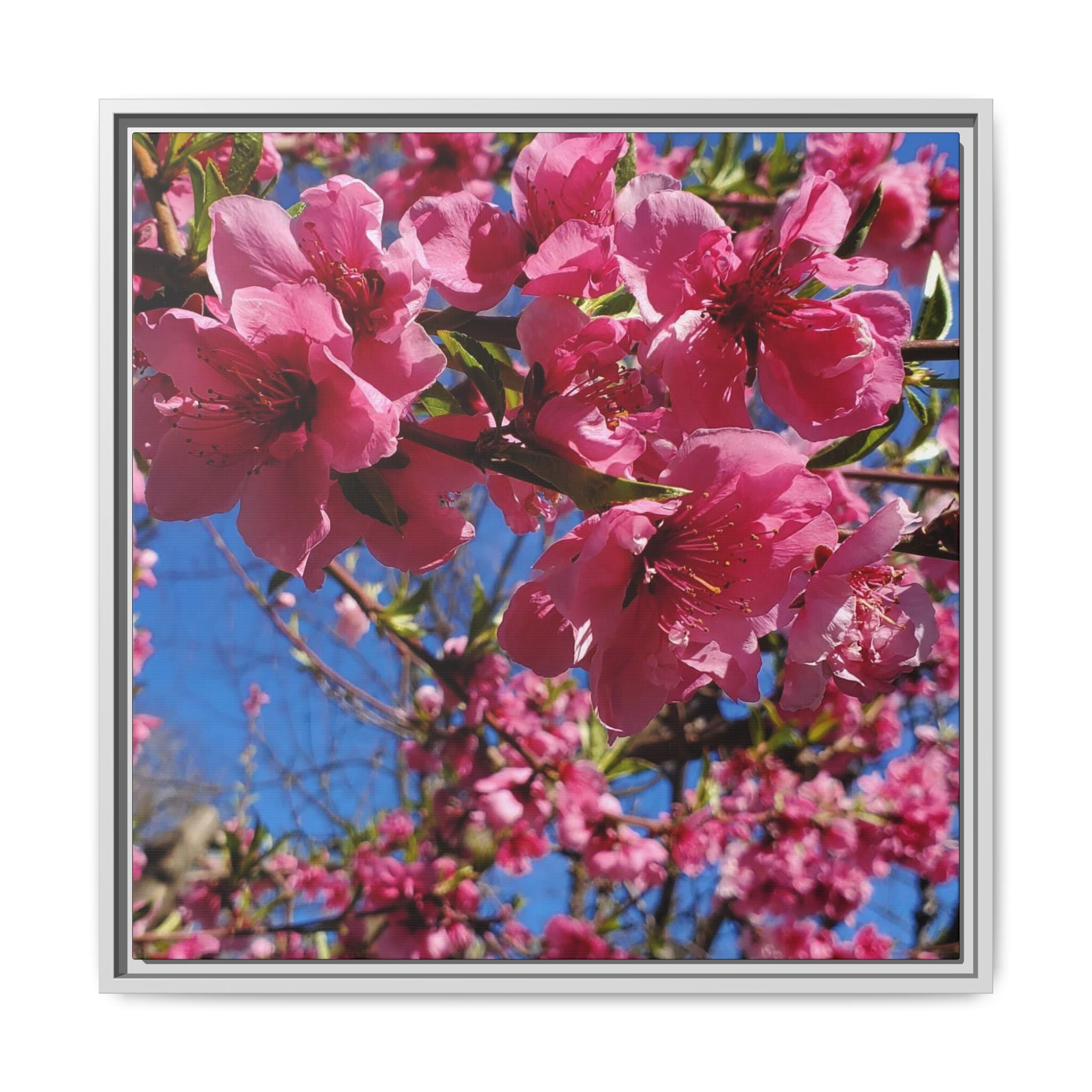 Lienzo Impreso de Flor de Cerezo Rosa