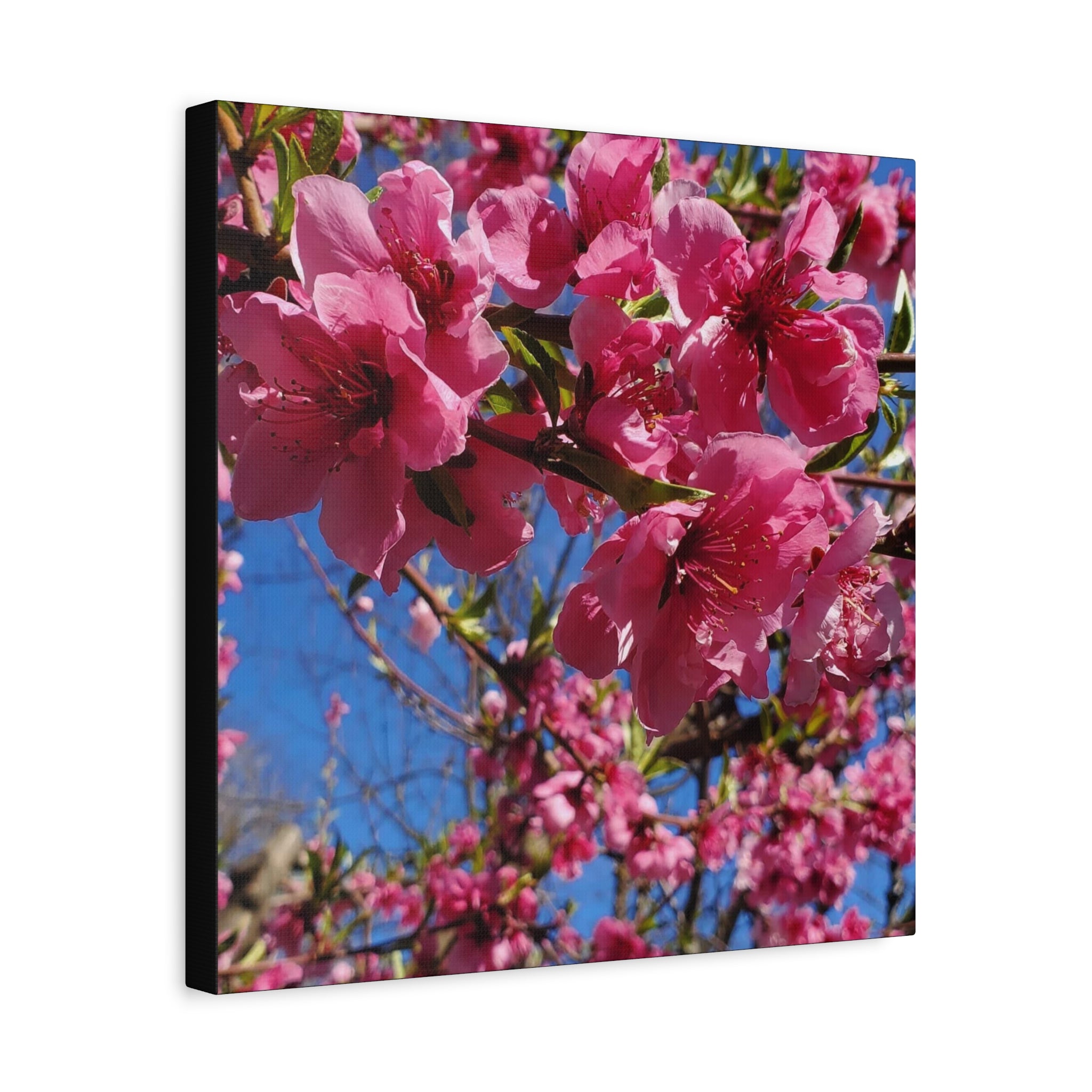 Pink Blossom Canvas Wall Art — Floral Print