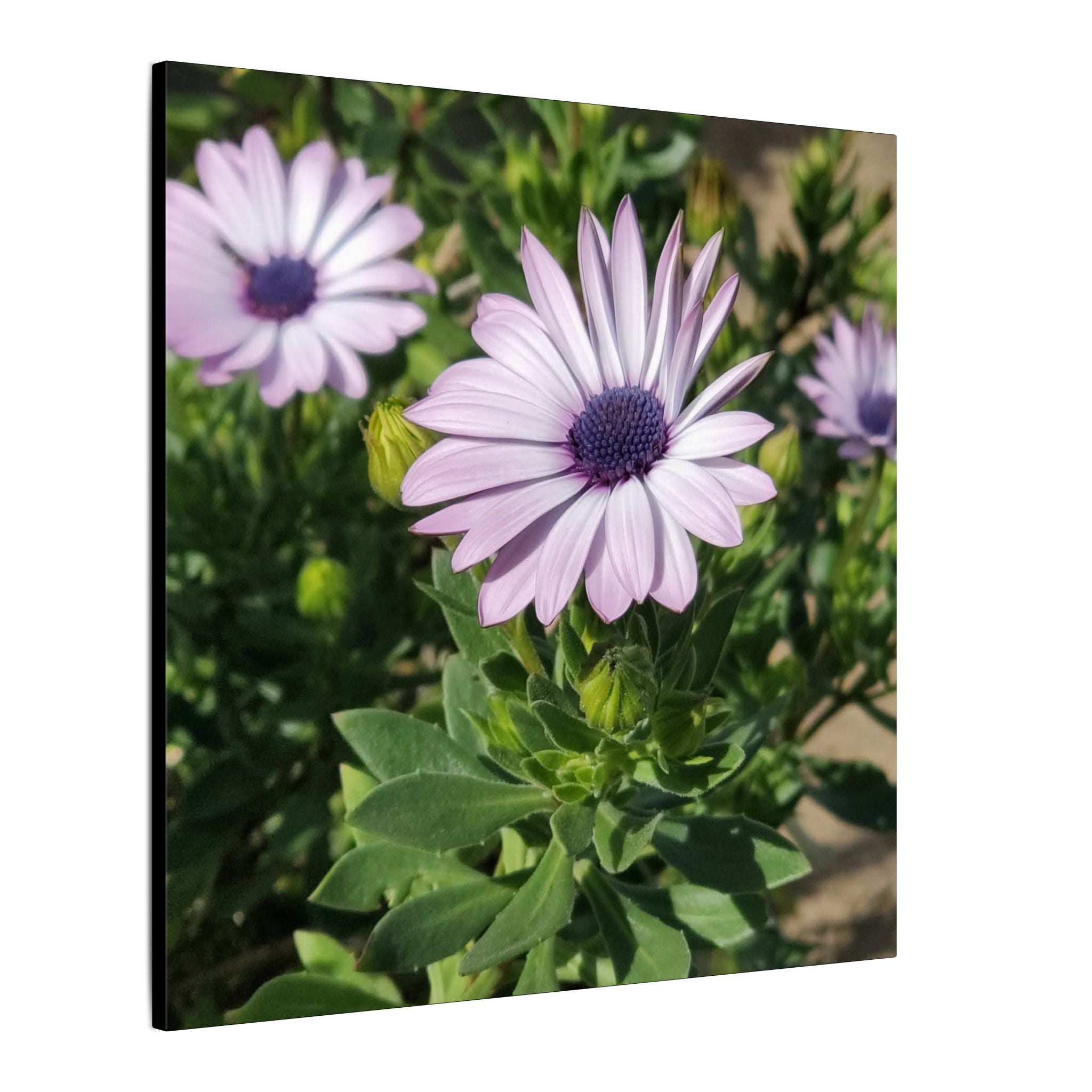 Unframed Purple Daisy Floral Canvas Print