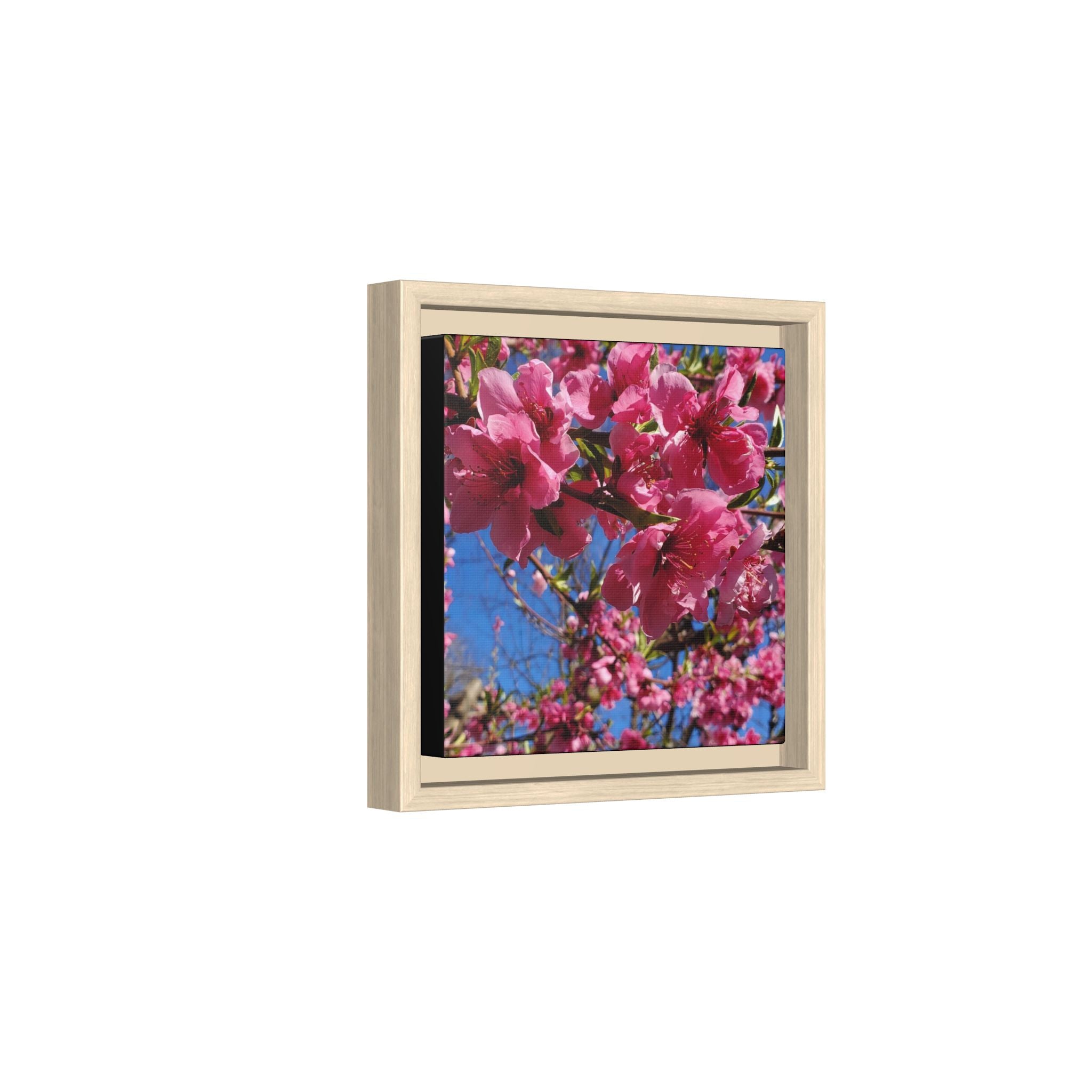 Lienzo Impreso de Flor de Cerezo Rosa