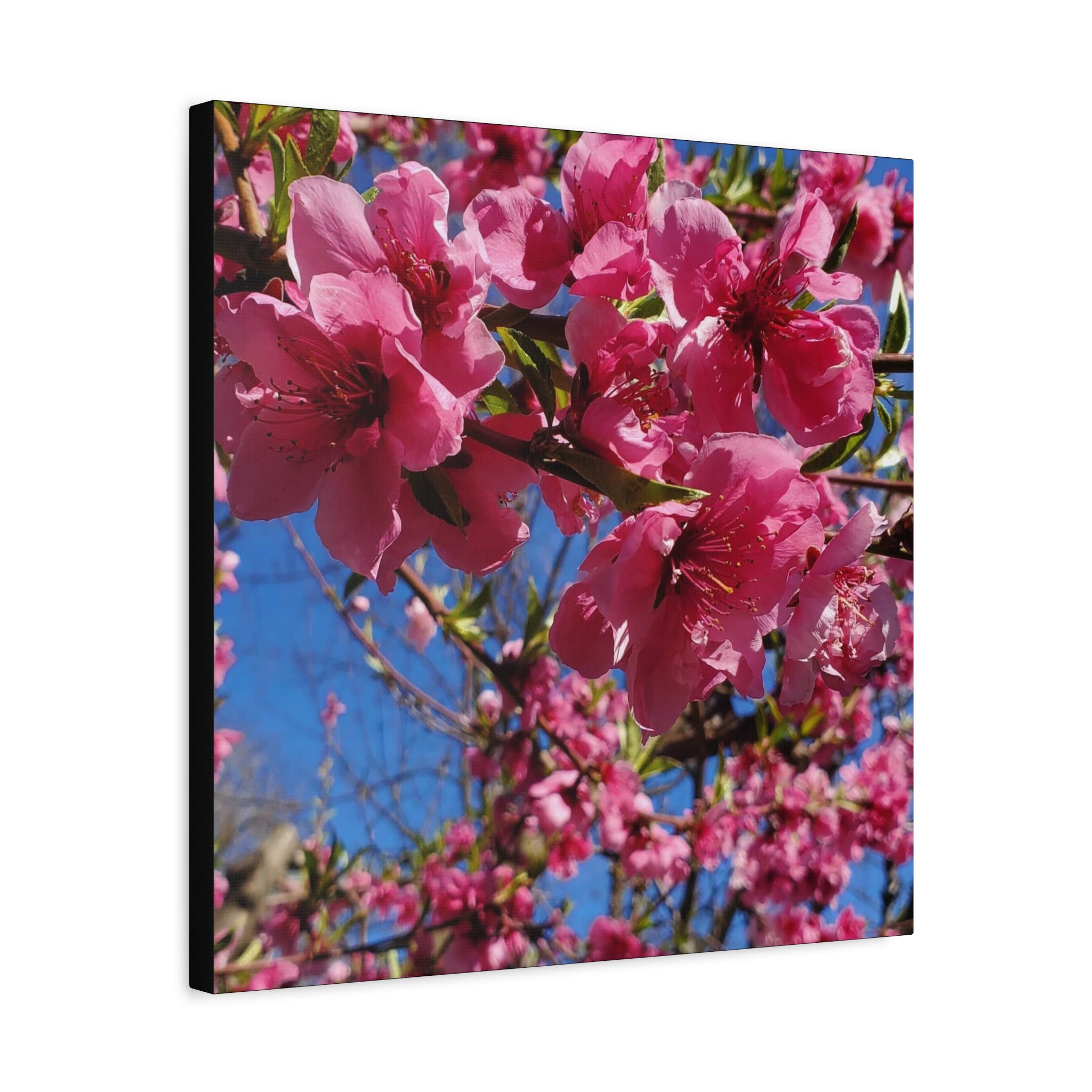 Pink Blossom Canvas Wall Art — Floral Print
