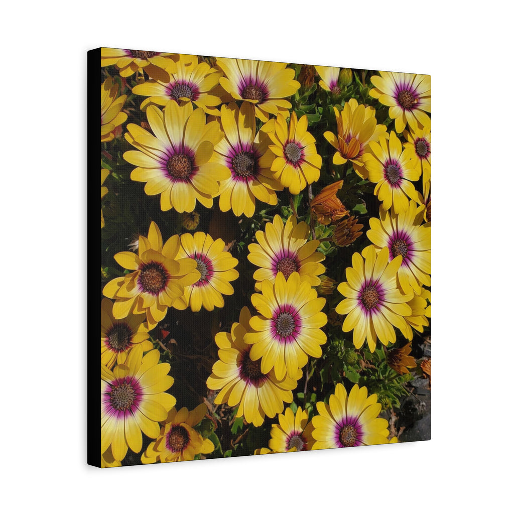 Yellow Daisy Floral Canvas Wall Art