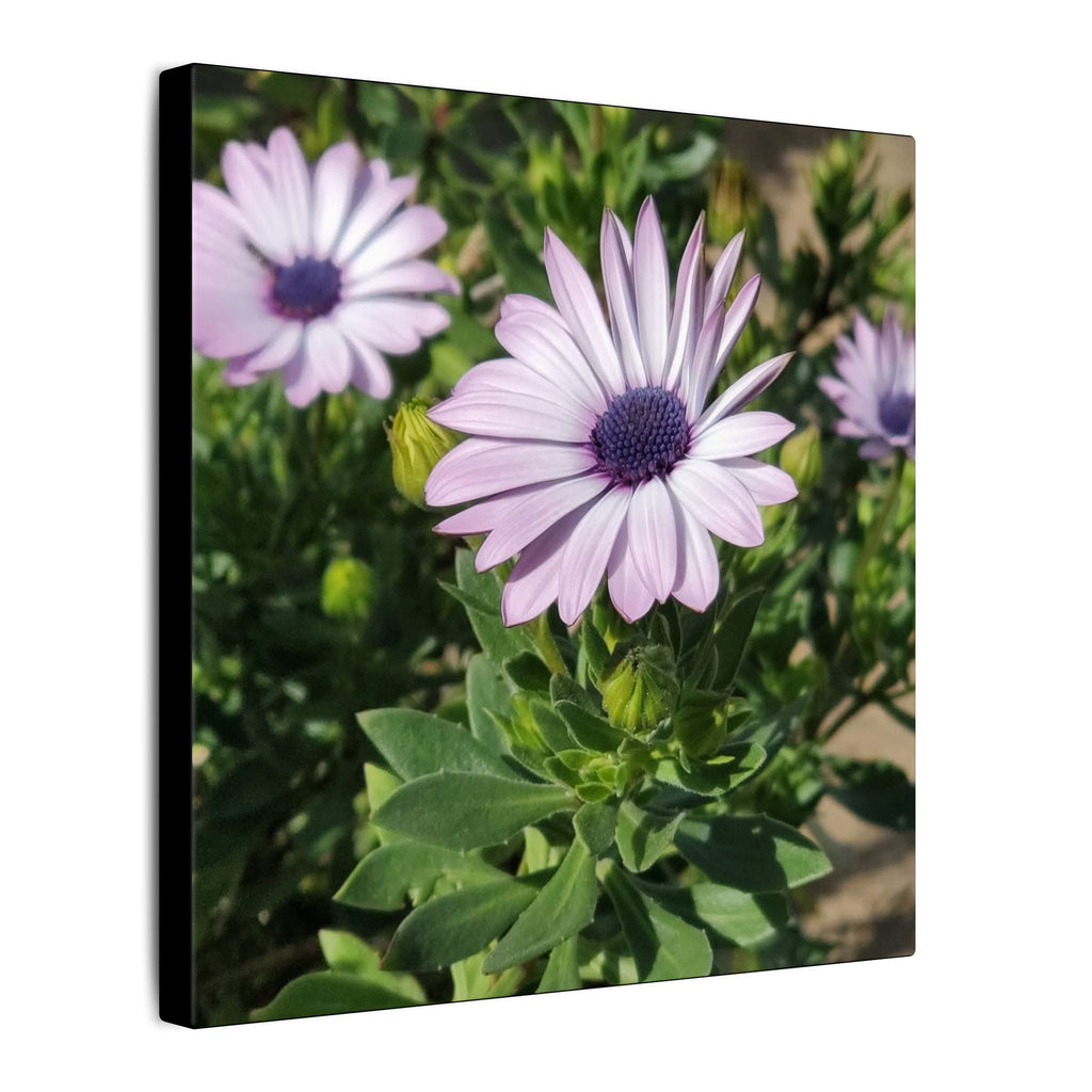 Unframed Purple Daisy Floral Canvas Print